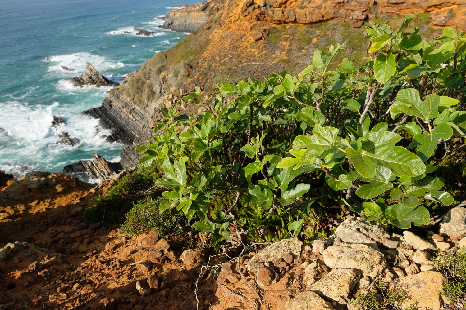 Small fig trees in the cliffs