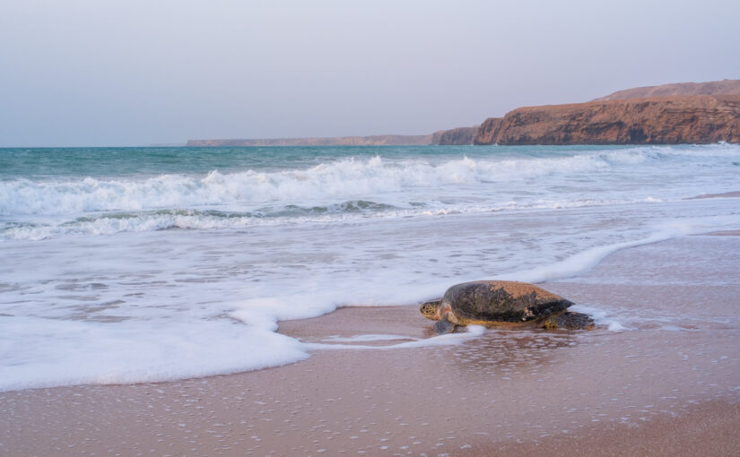 Ras Al Jinz Turtle Reserve