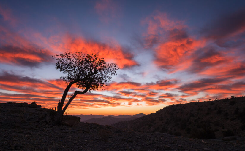 In the Oman Mountains, with Trees